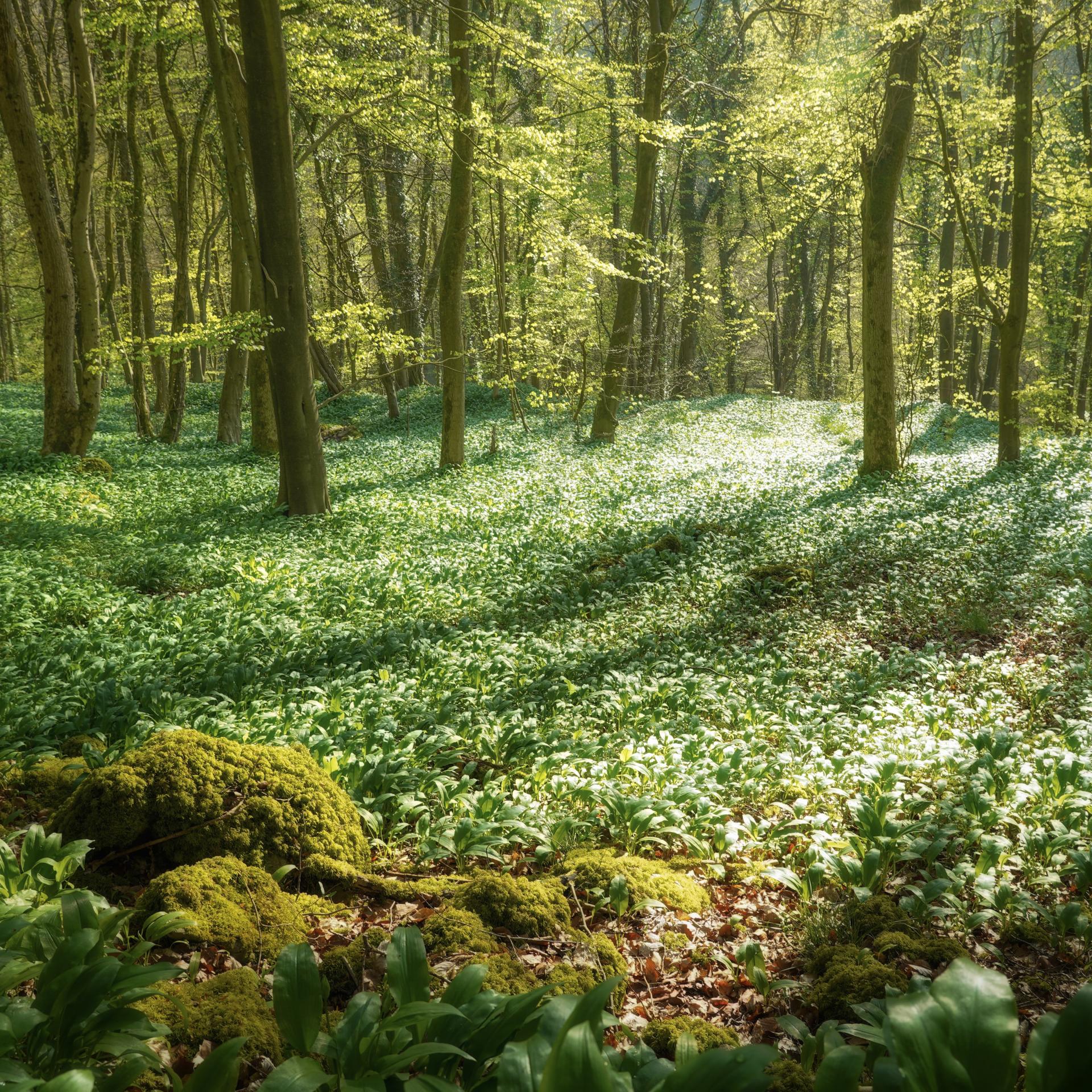 The Colour Green – Peaklass | Peak District Photography