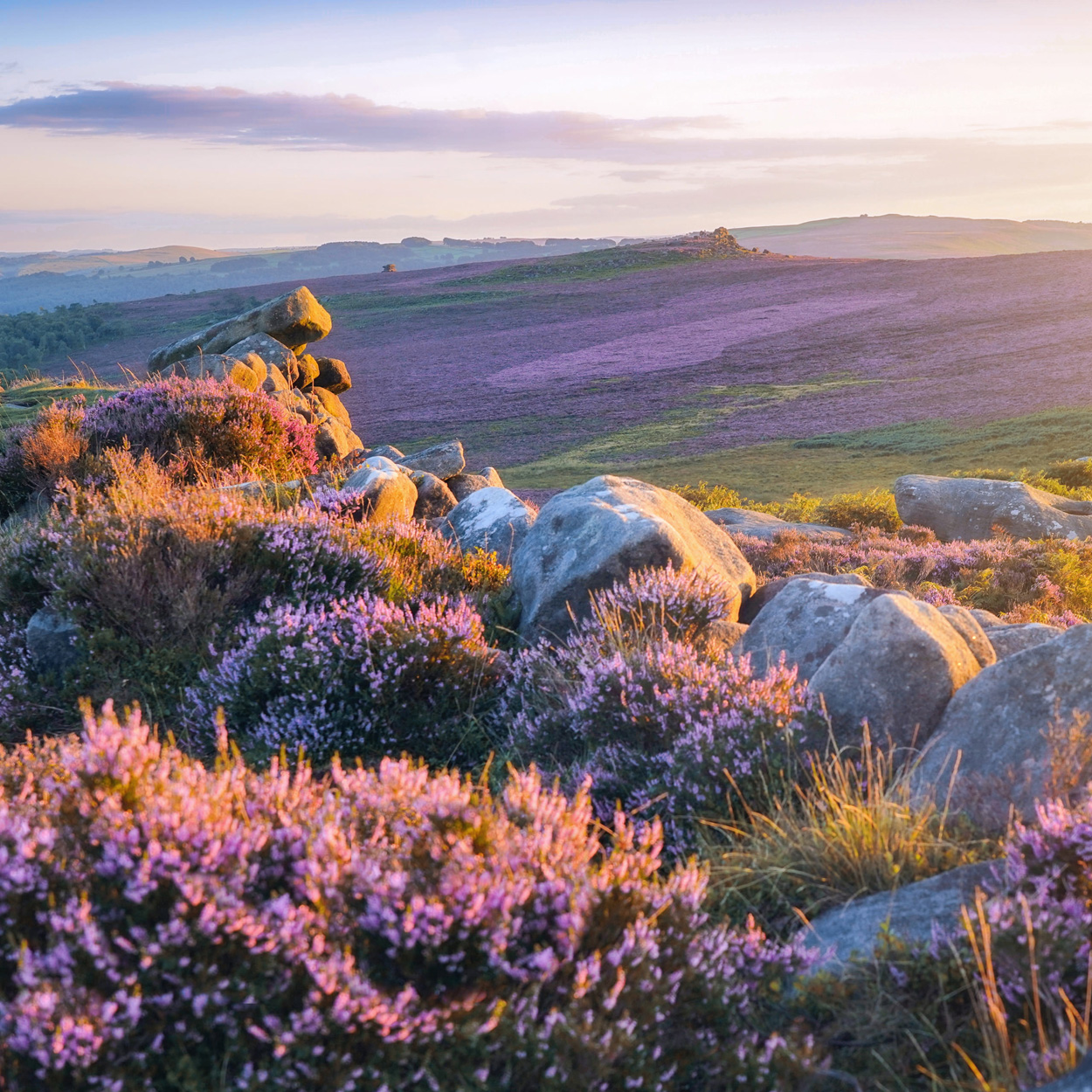 Peak District Heather on Carl Wark