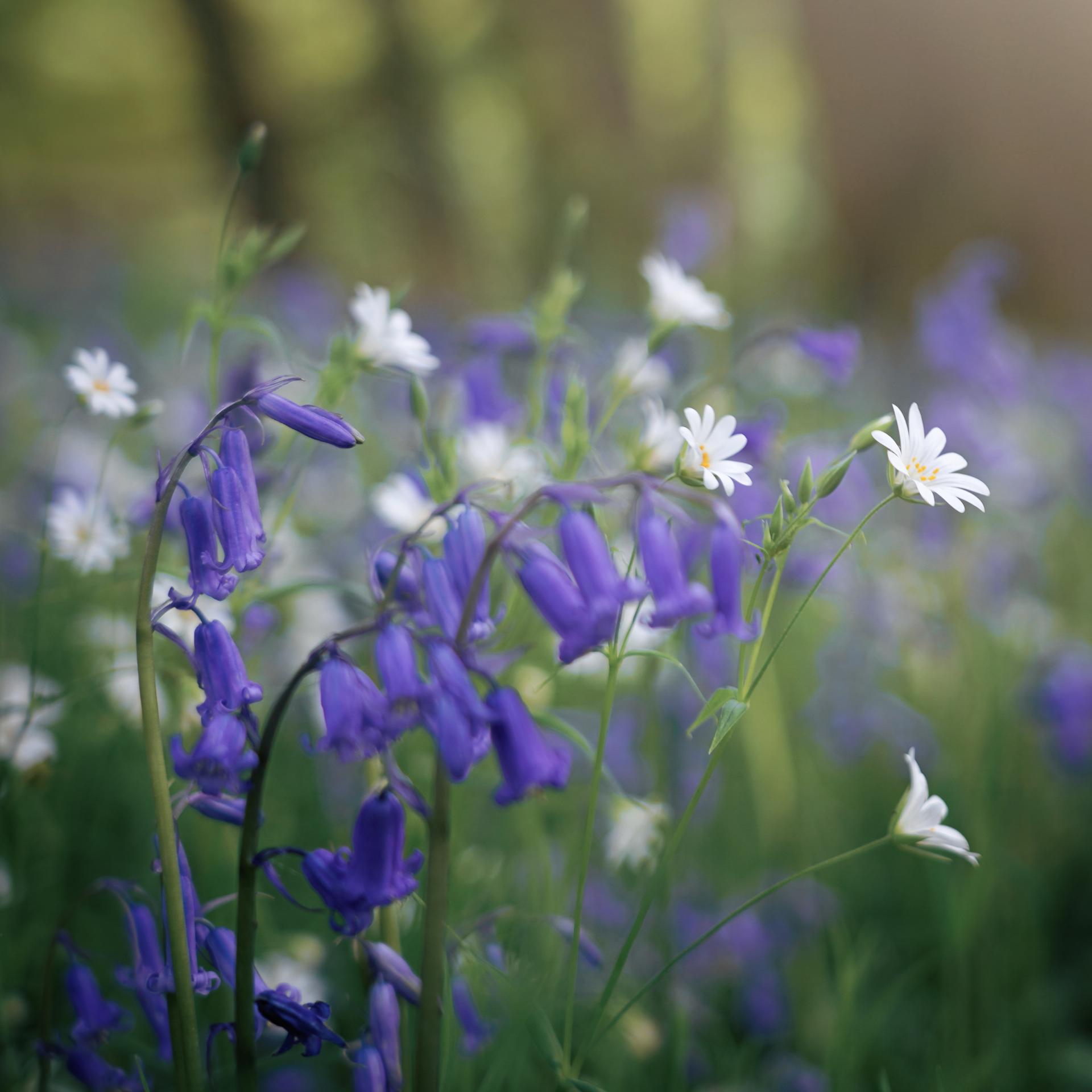 An English Woodland – Peaklass | Peak District Photography
