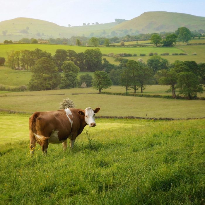 Peak District Photography | Cow | Country Fields