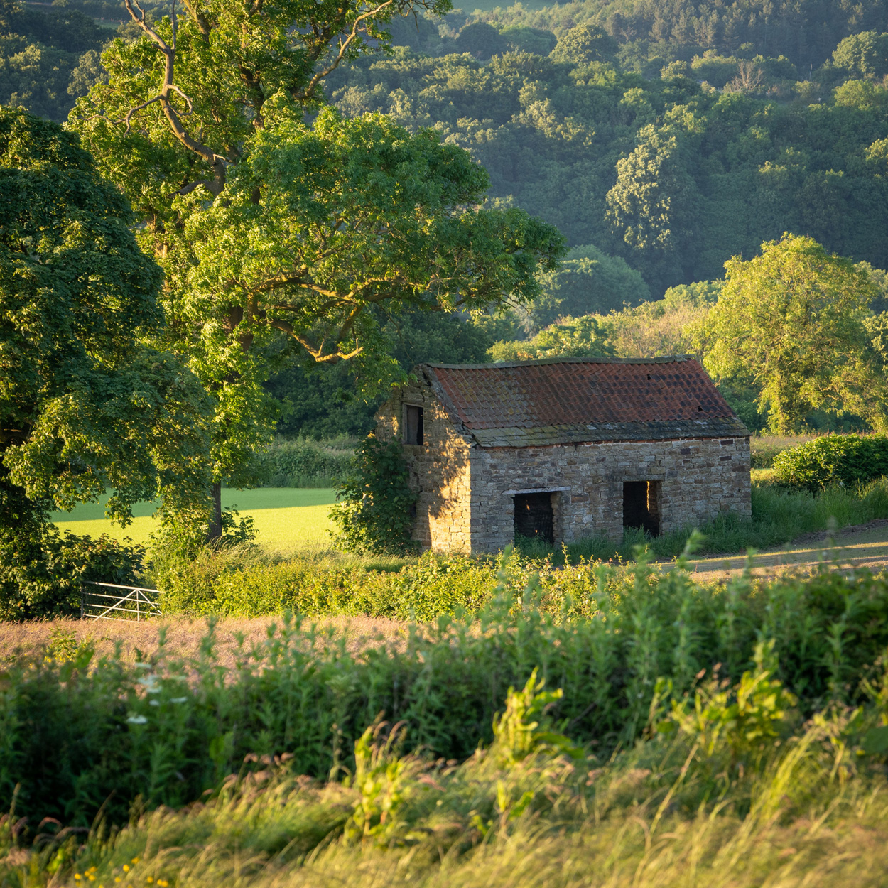 summer barn in country field