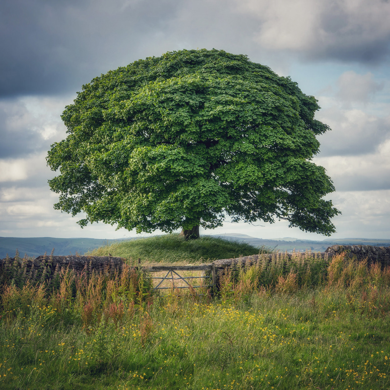 Sycamore Tree on hill