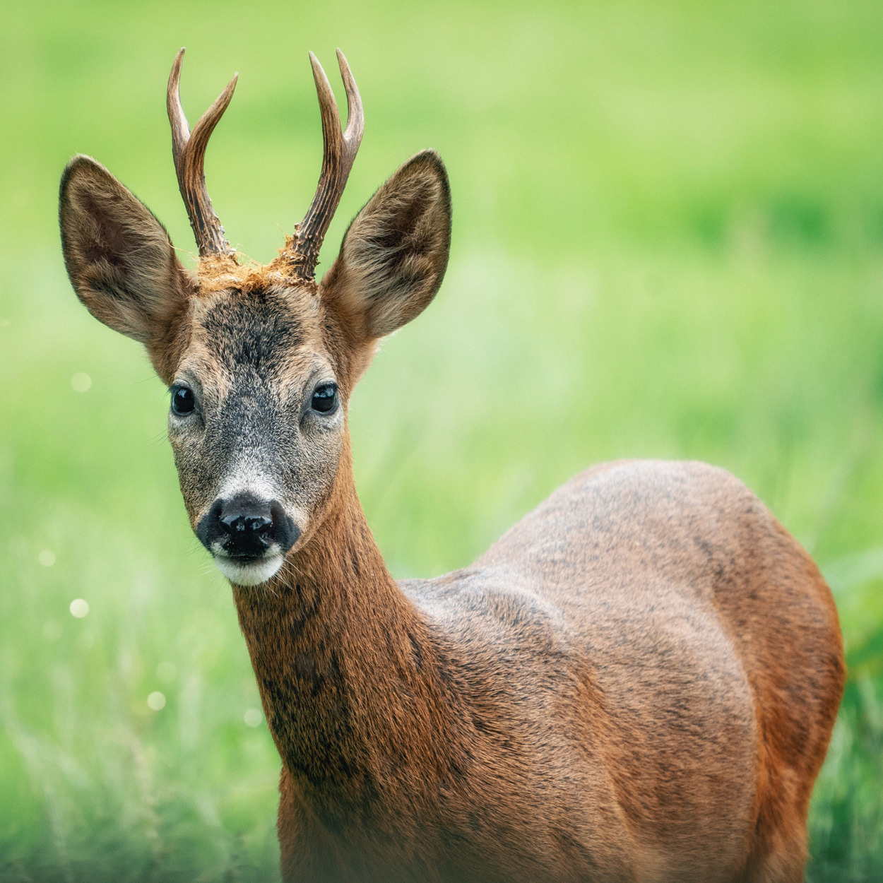 Roe deer in field
