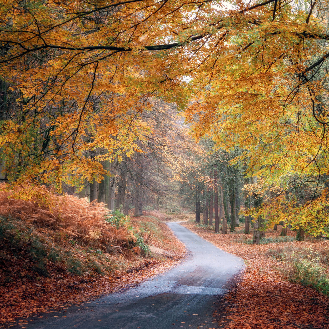 Peak District autumn lane