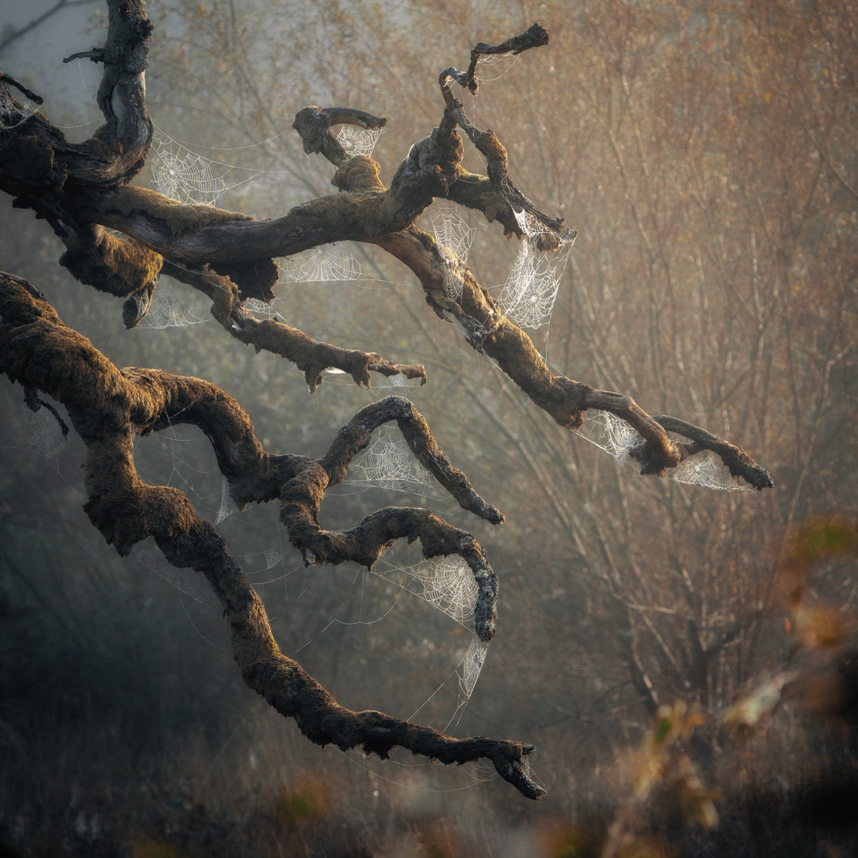 Peak District Photography