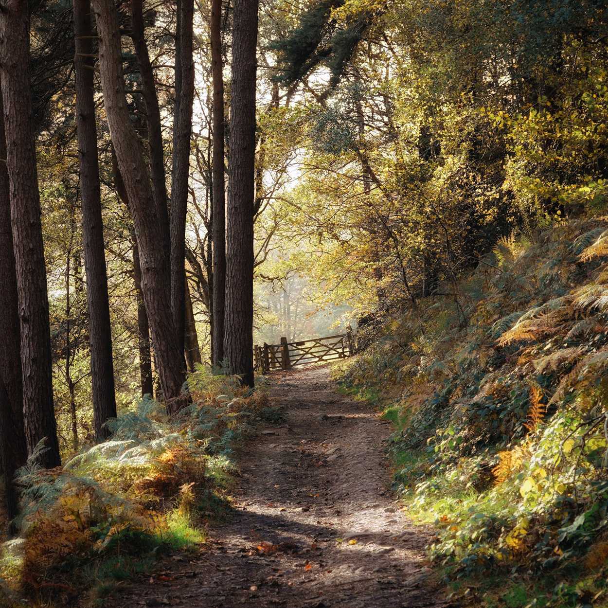 Peak District Autumn Photography