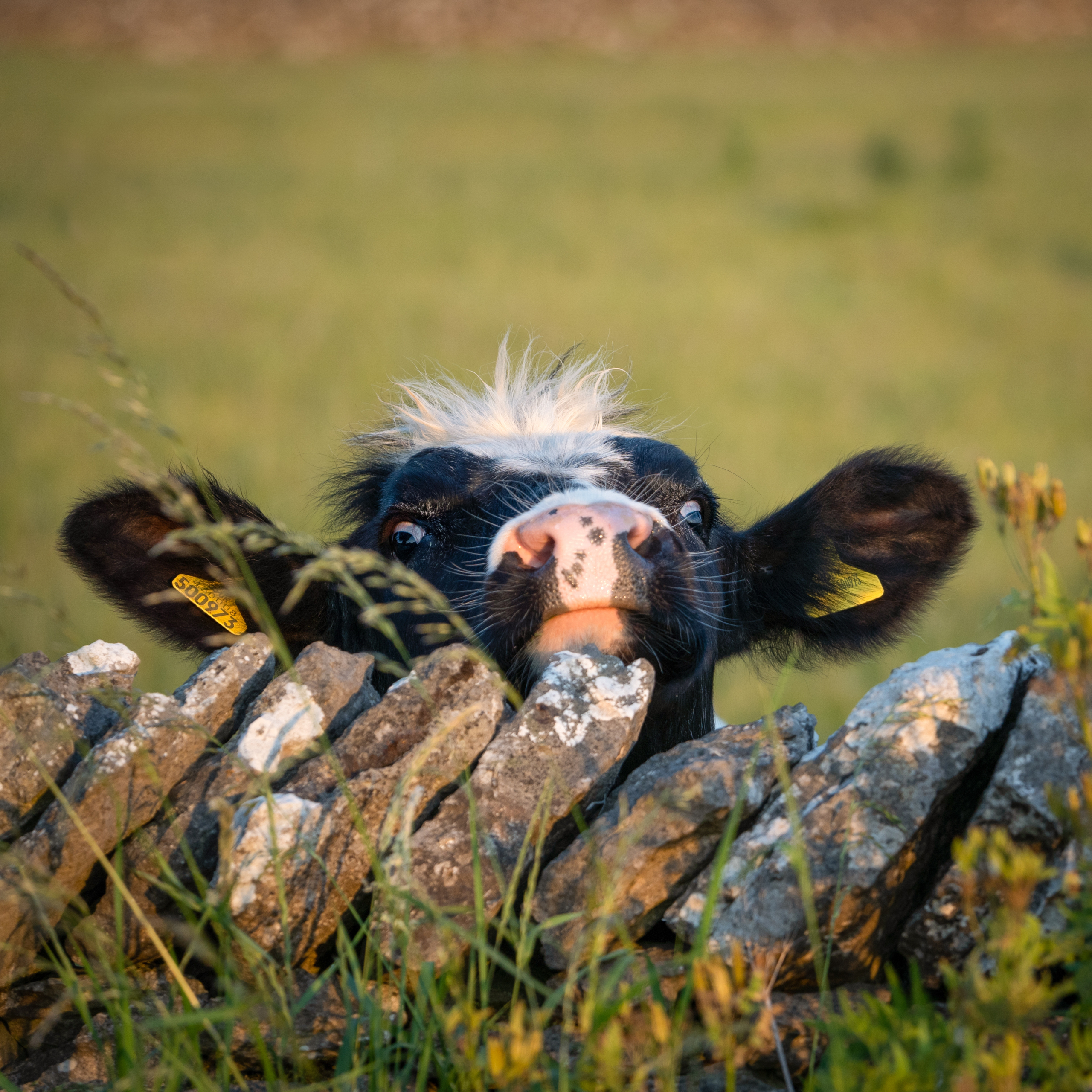 Peak District Cow Peeping Over Stone Wall