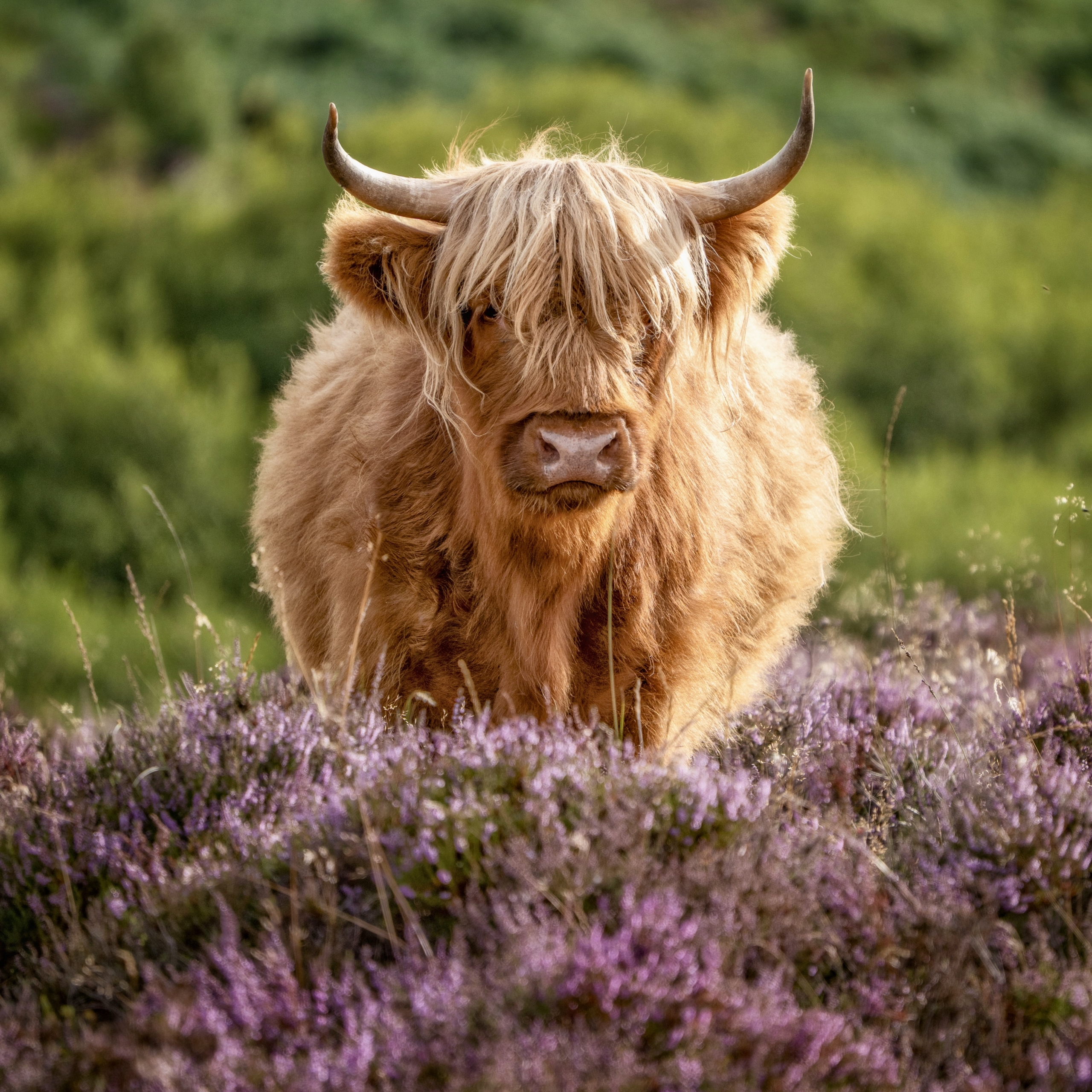 Highland Cow in Heather
