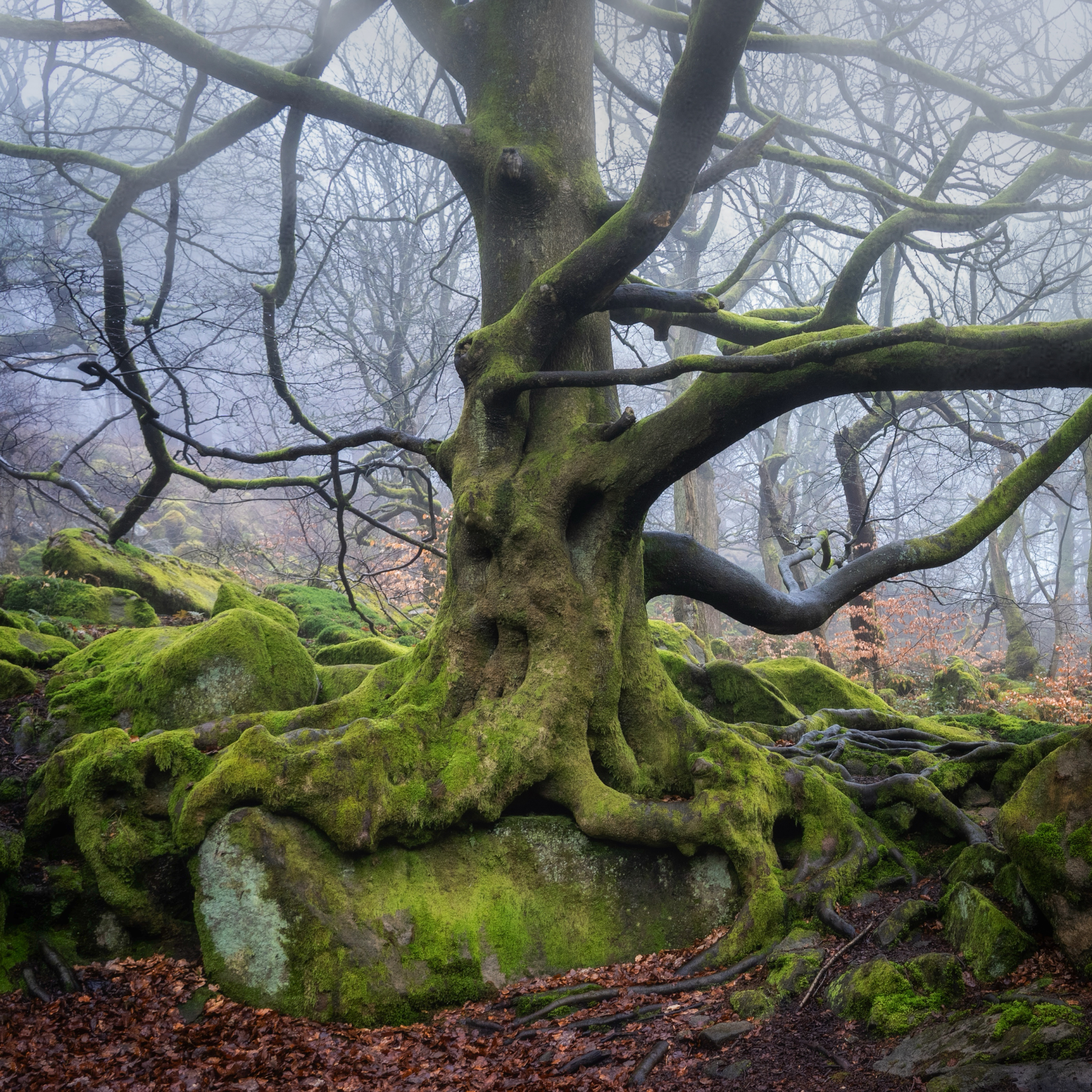 Old beech tree in winter with twisted roots